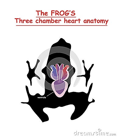 Frog heart anatomy on black dog silhouette with shadow isolated. Part of the mammal heart. Anatomy of pet heart illustration. Educ Vector Illustration